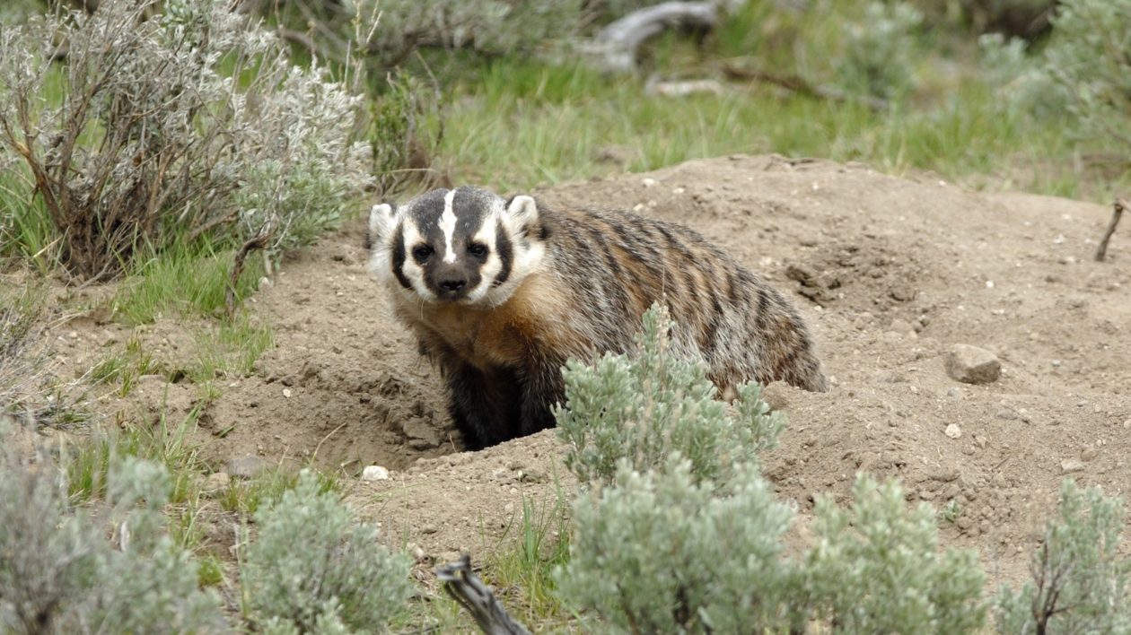 badger on the ground