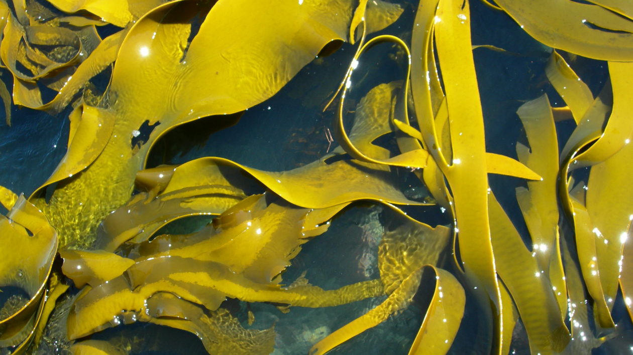 green kelp swirling in water