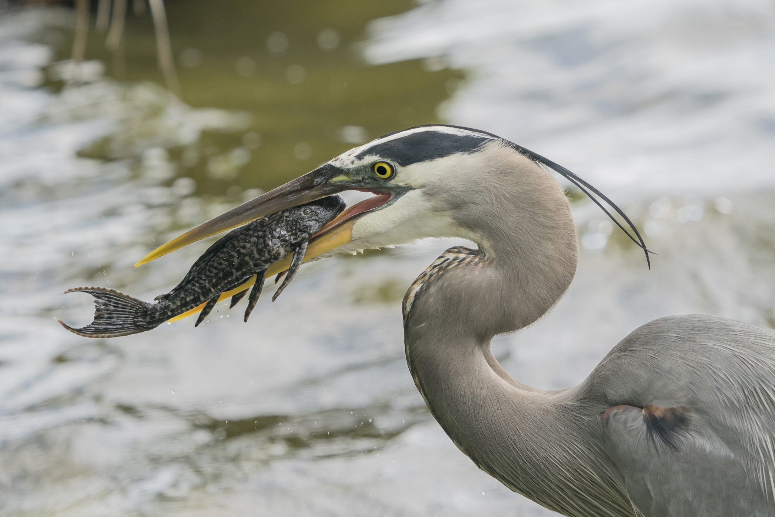 great blue heron with a pleco in its mouth
