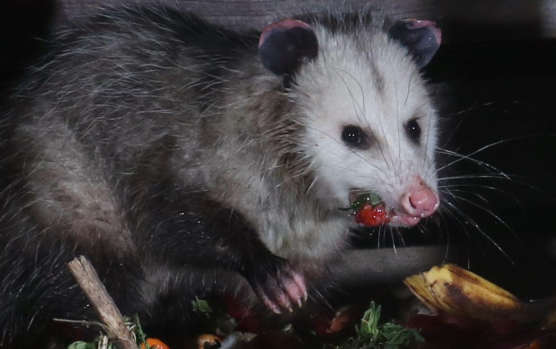 opossum eating strawberry