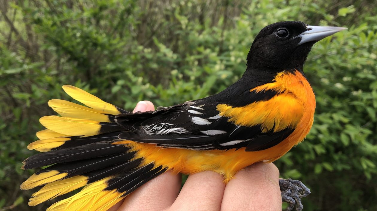 hand holding a black and orange bird
