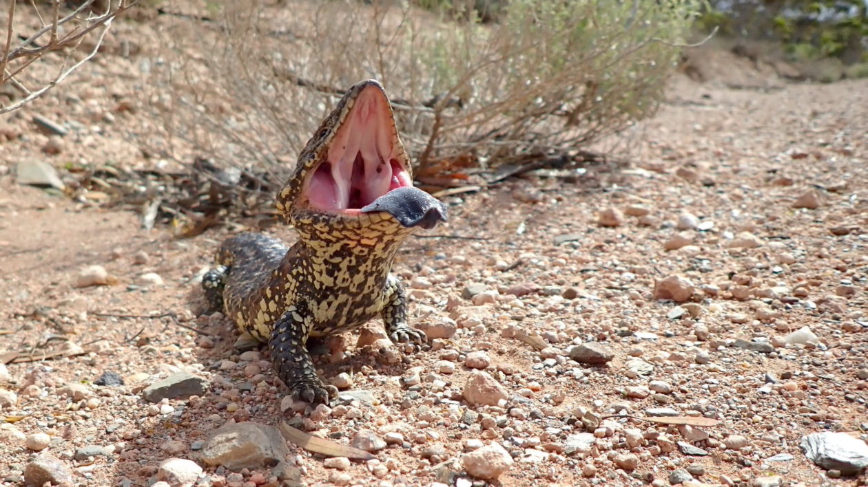 lizard with mouth open and tongue out