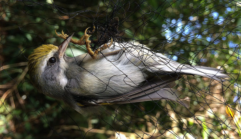 bird tangled in a net