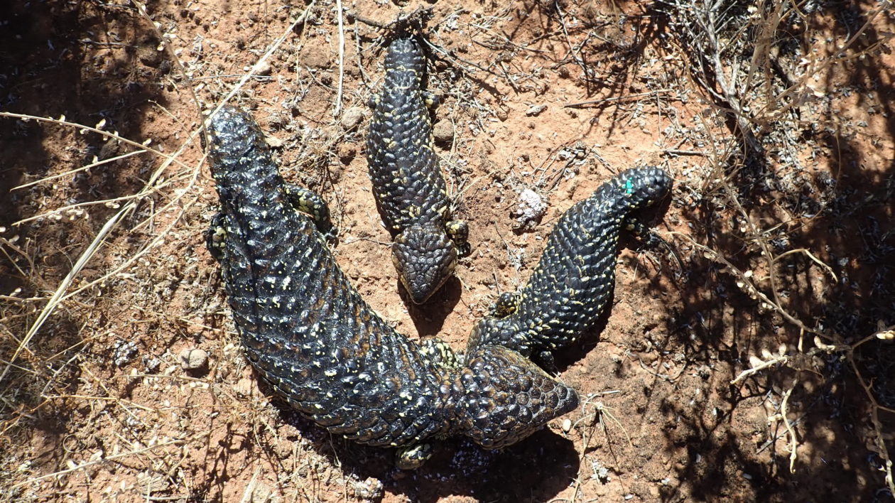 larger mother lizard with two small young on the ground