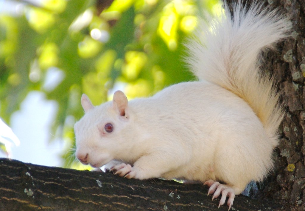 all white squirrel with red eyes on branch