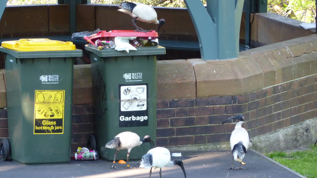 birds rummaging through trash cans on the street