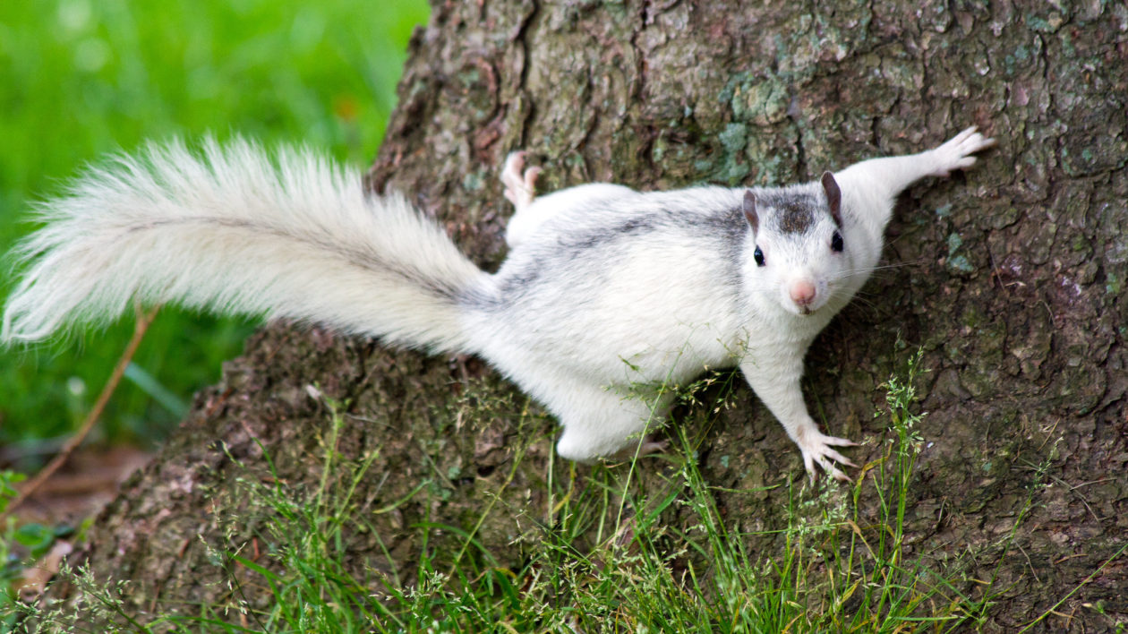 white squirrel on a tree trunk
