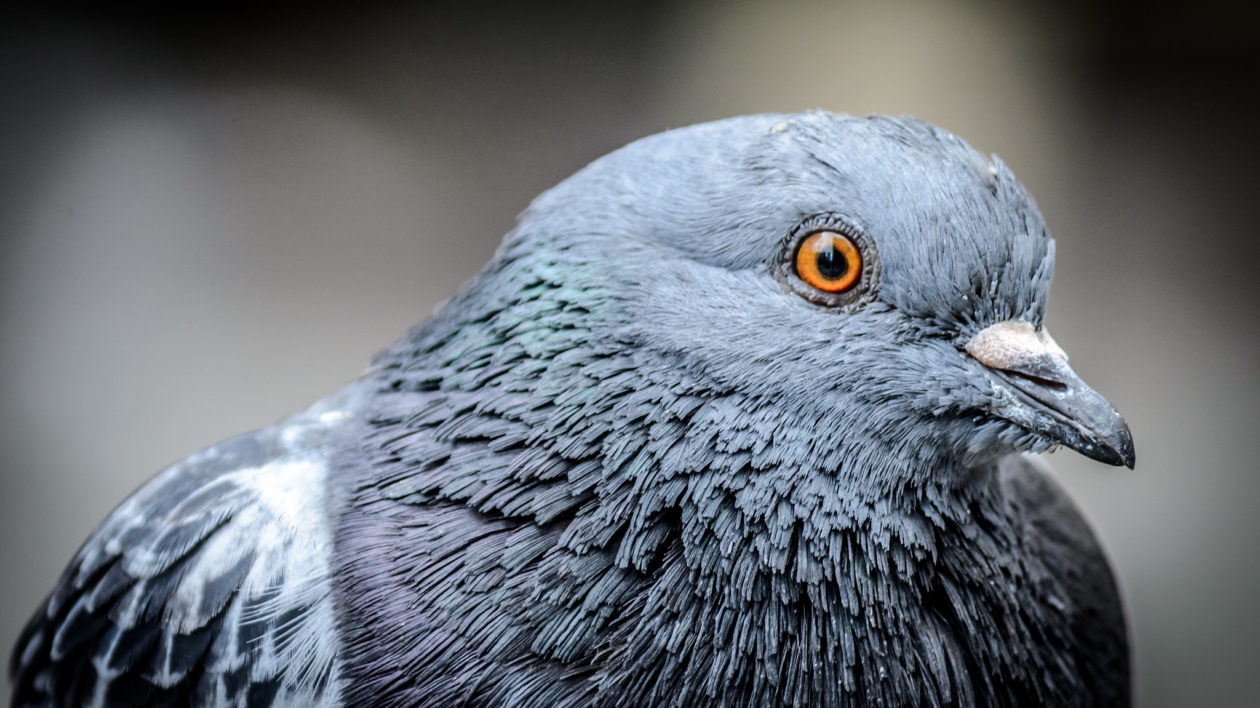 close up of pigeon, wth orange eye and grey plumage