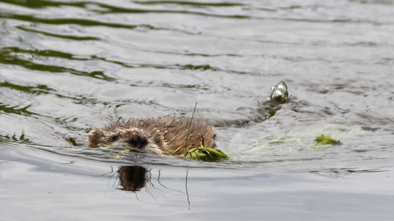 brown furrry mammal swimming with plants in its mouth