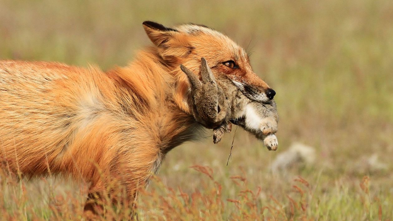 close up of a fox with rabbit in its mouth