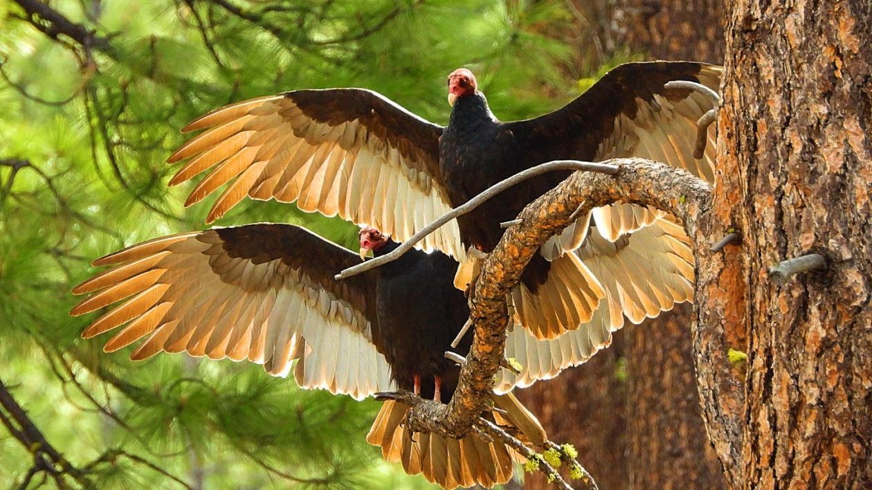 two birds on a branch with wings outstretched
