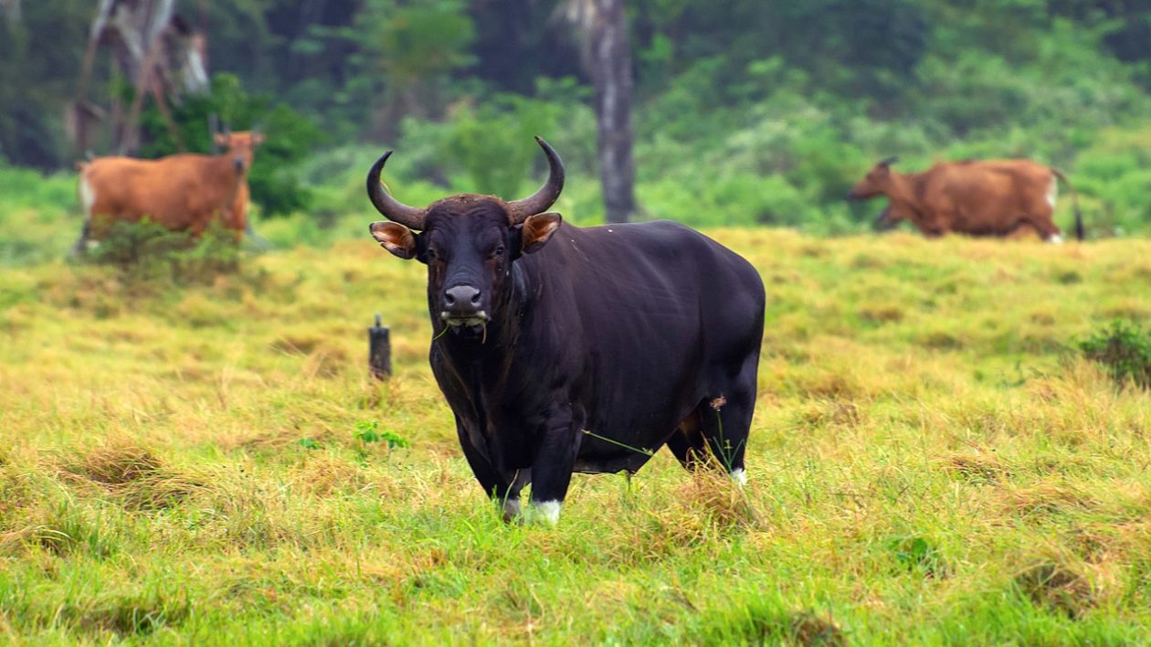 dark cow-like animal in a field of green grass