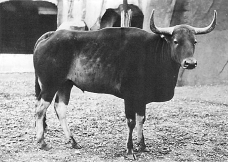 black and white photo of horned ungulate
