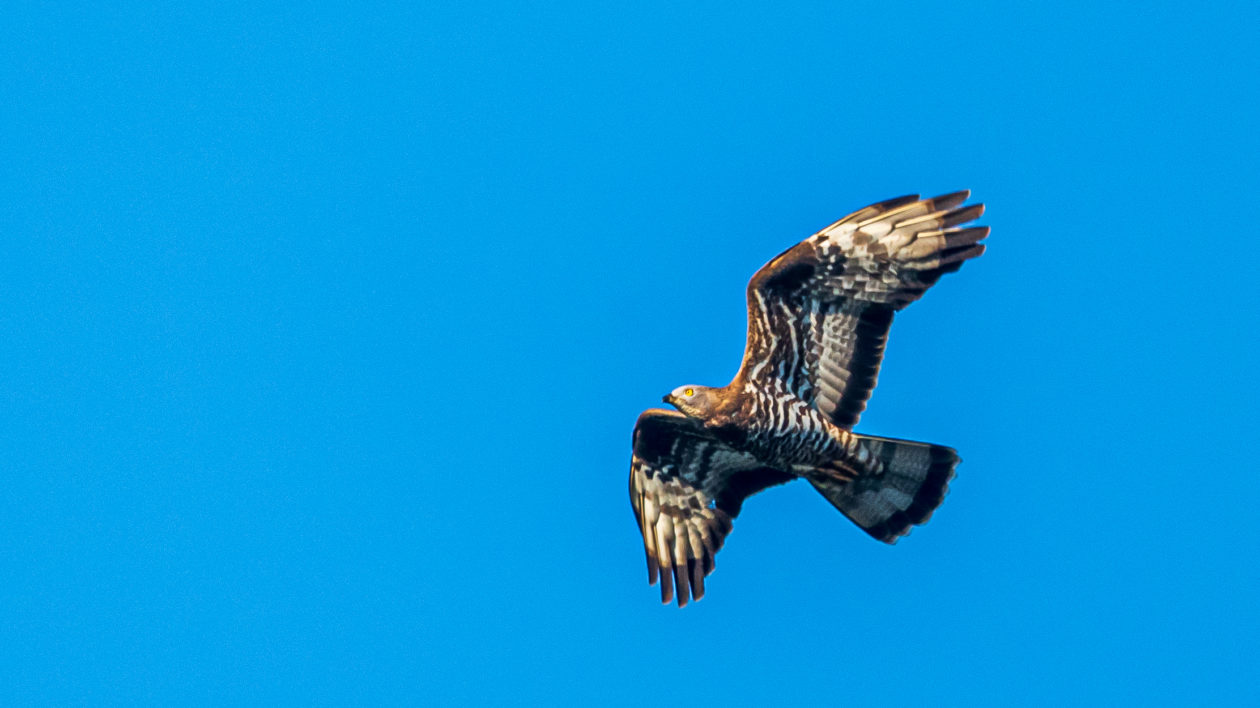 large raptor flying against blue sky