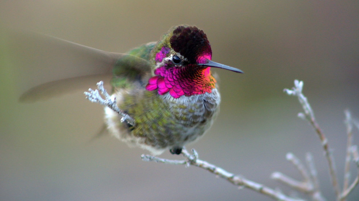 hummingbird with raspberry-red throat