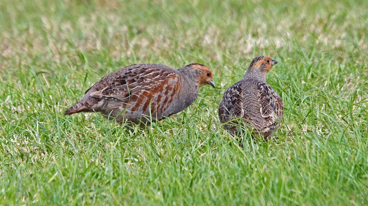 two gray and brown birds in grass