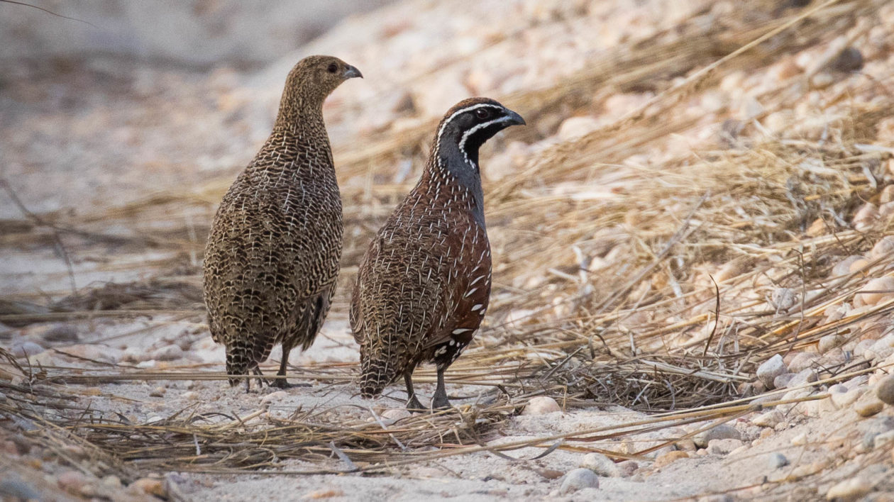 two gray and brown birds on a dirt path