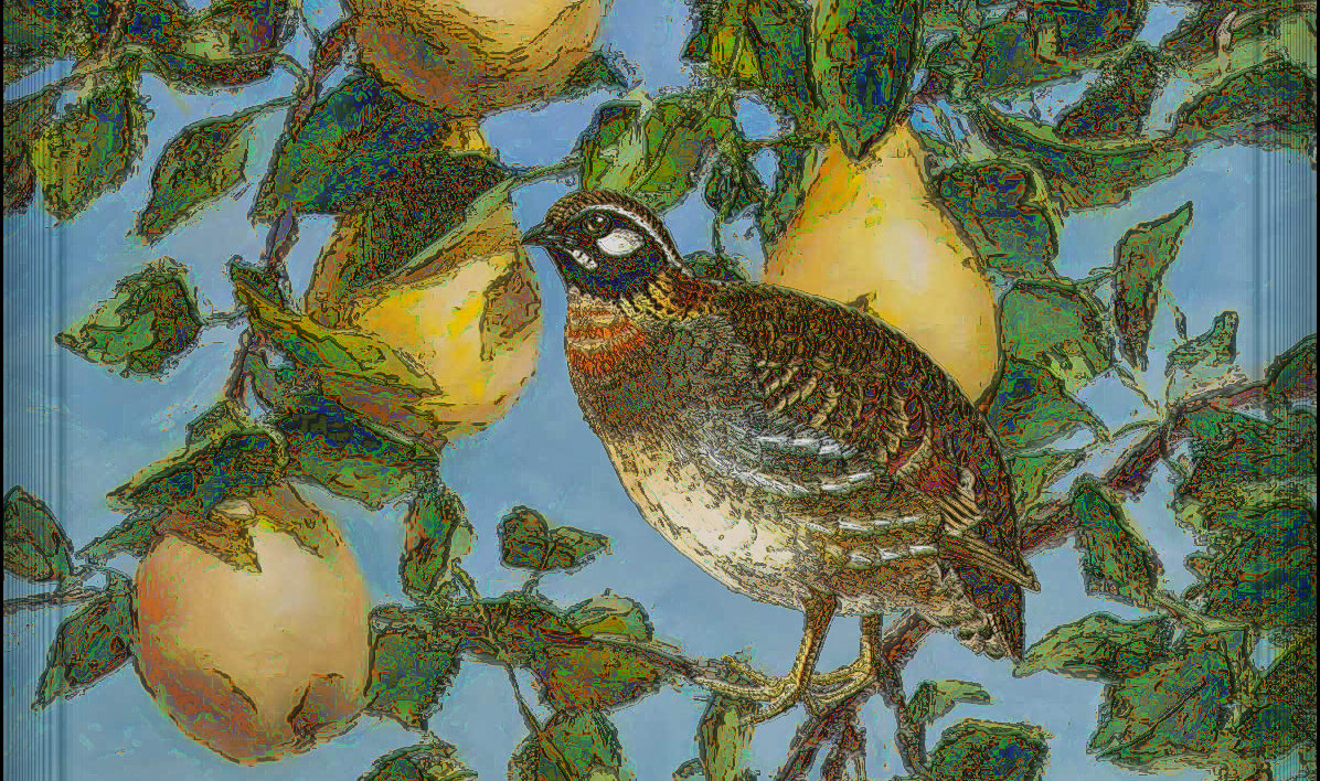 illustration of partridge in pear tree