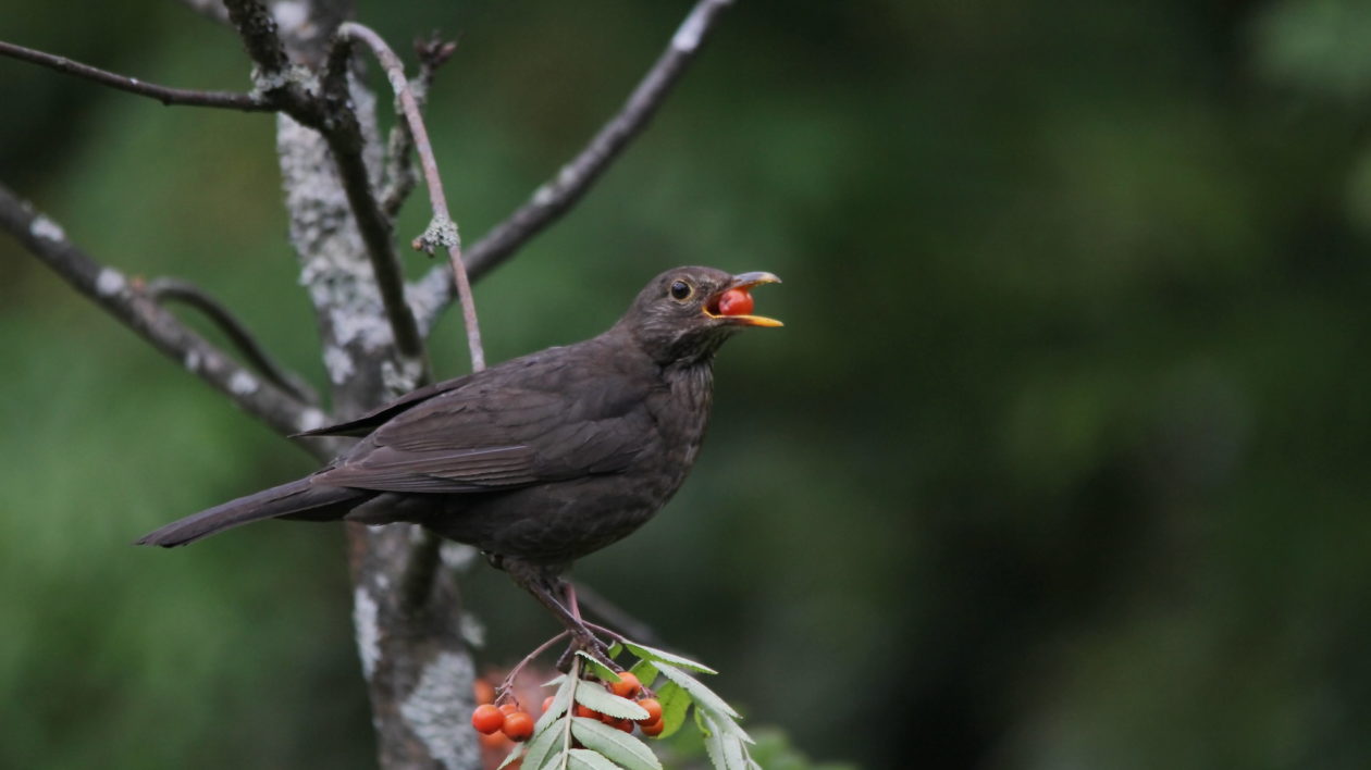 dark brown bird with a berry in its mouth