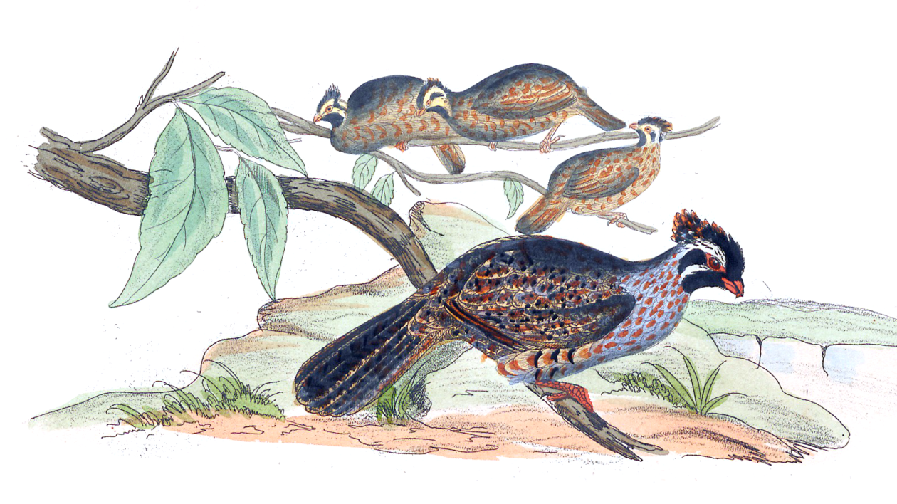 illustration of four birds, one with brown and purple flecked plumage
