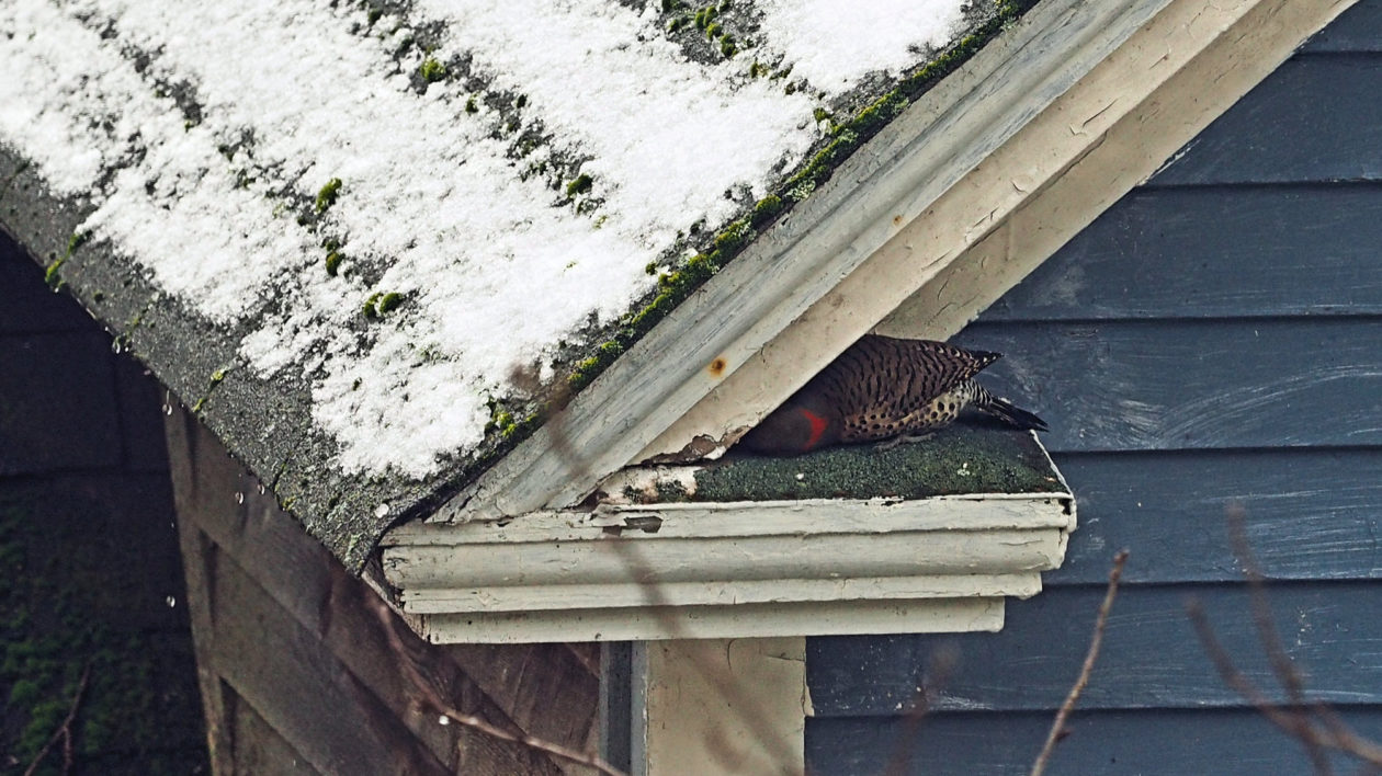 bird searching for insects in rain gutter