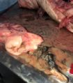 stomach contents and entrails