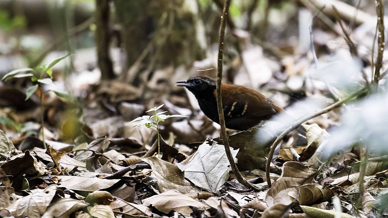 brown and black bird on forest floor