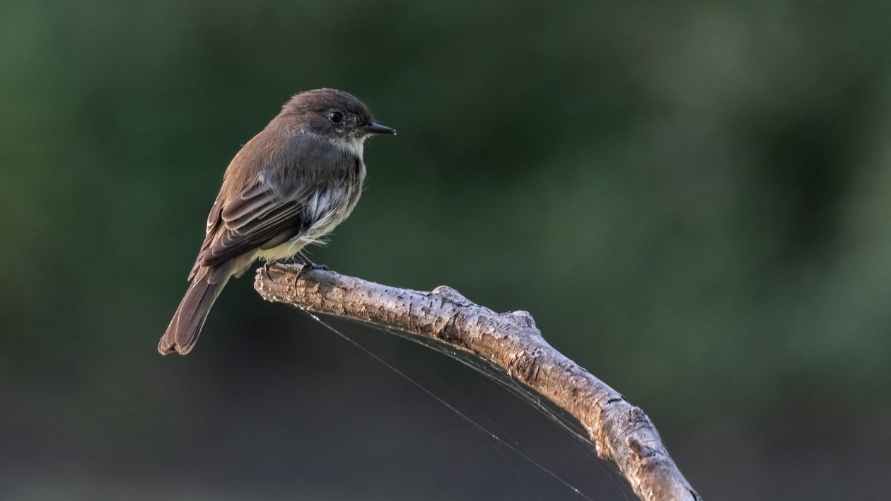 small brown and grey bird perched on a branch