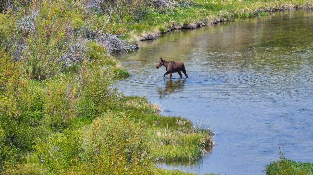 moose wading through a stream