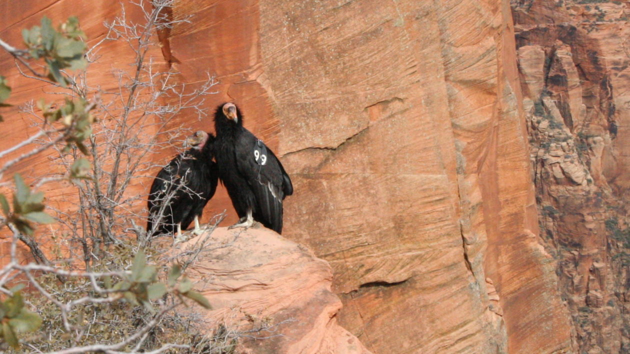 Two large black birds in a red sandstone canyon.