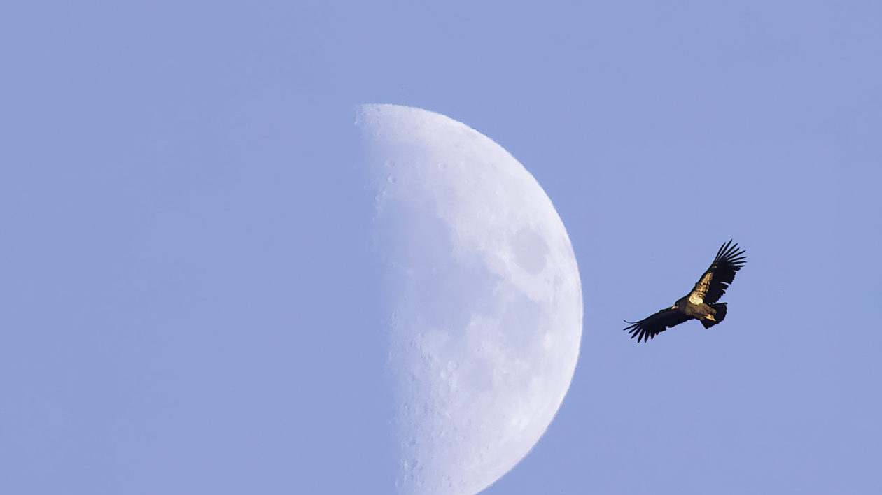A condor soars silhouetted against the moon.