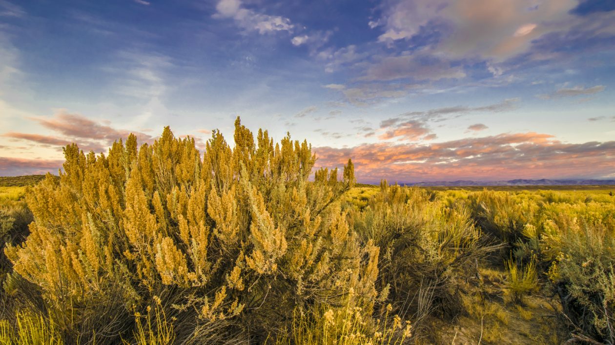 landscape view of blooming sagebrush and clouds