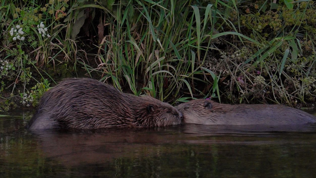 two beavers interacting on the bank