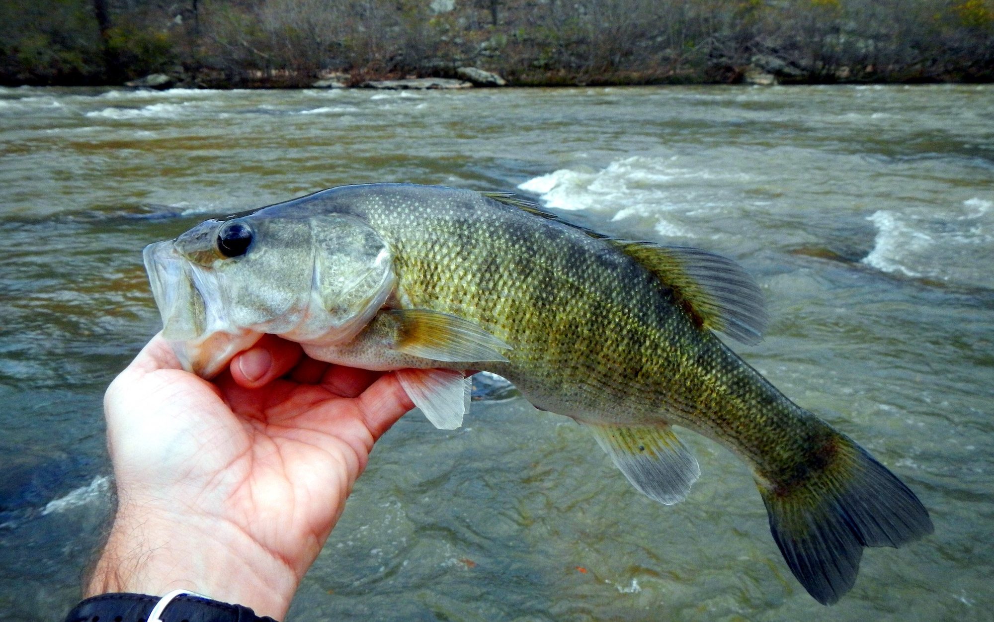 man holding a fish with river in background