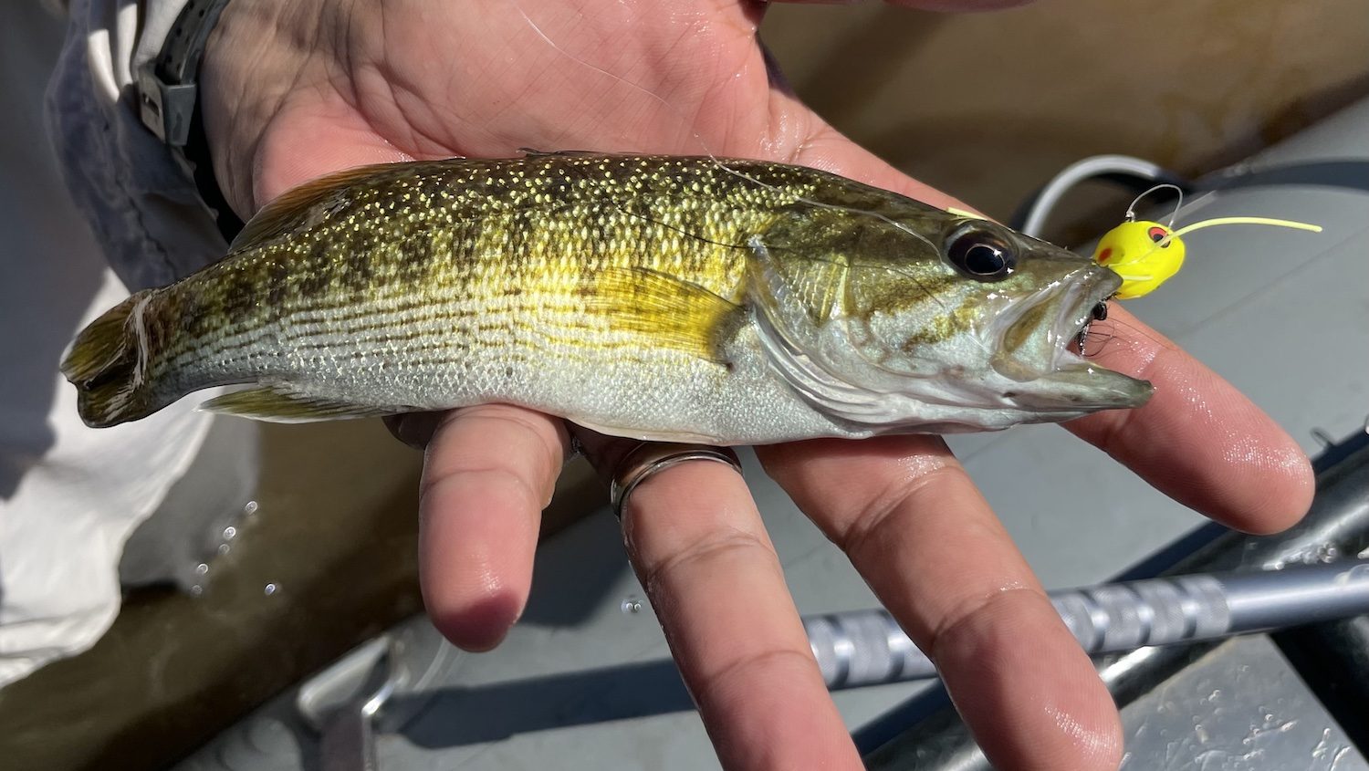 man's hand holding a small fish over water