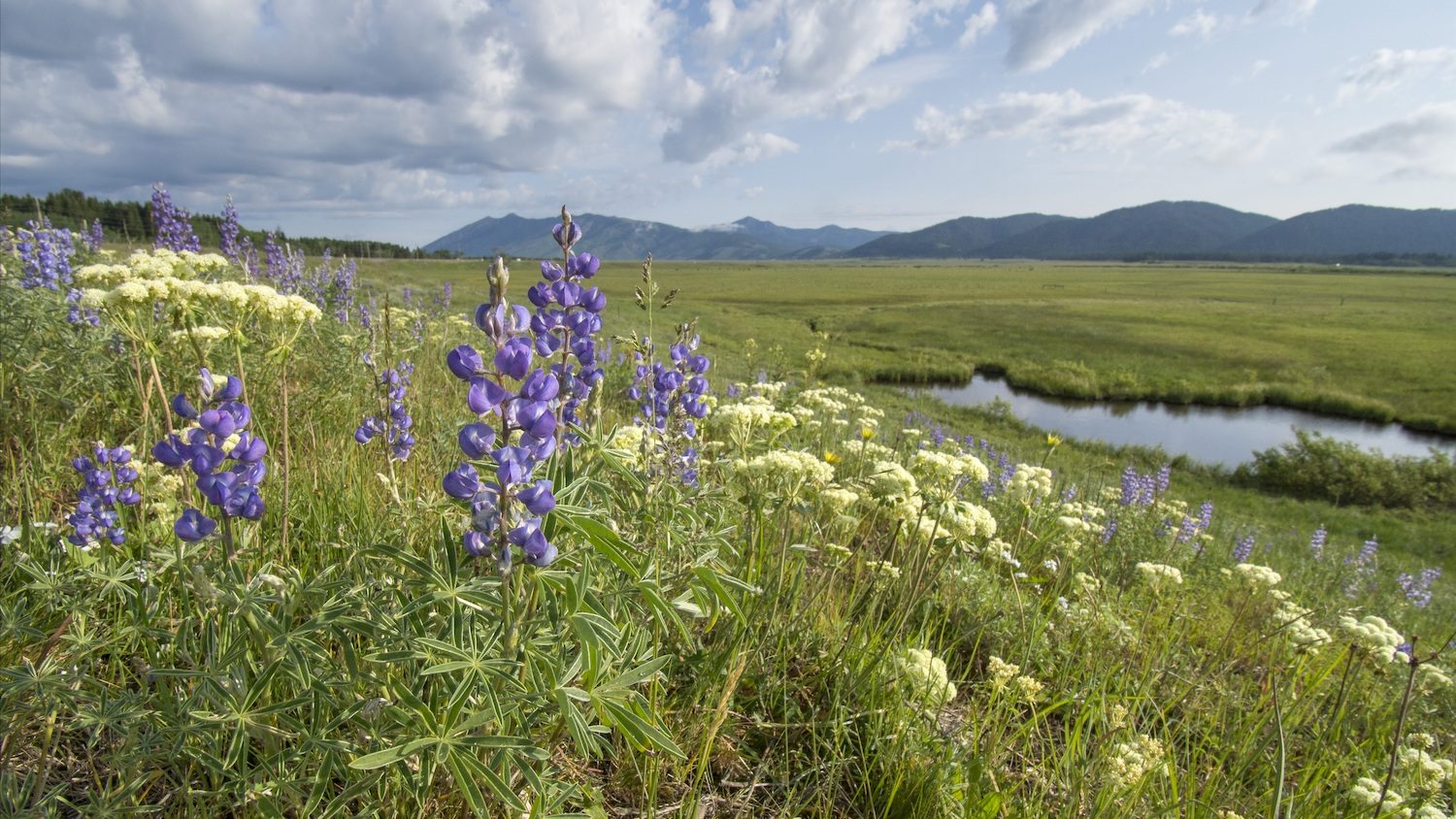 wildflowers with mountains in the distance