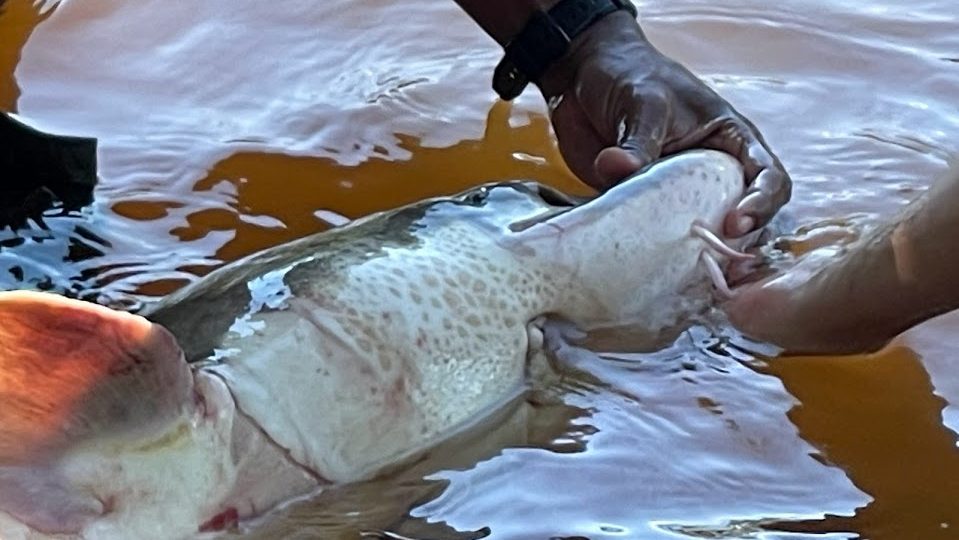 two sets of hands holding a fish in shallow water