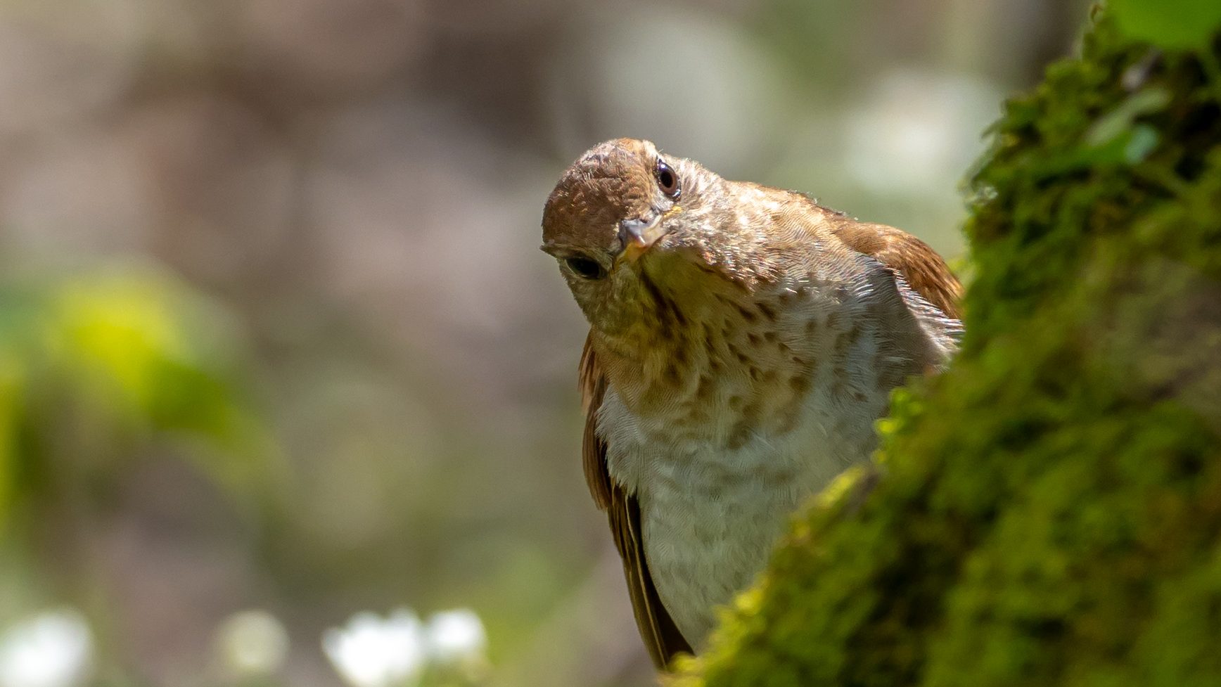 پرنده ای در کف جنگل که به دوربین خیره شده است
