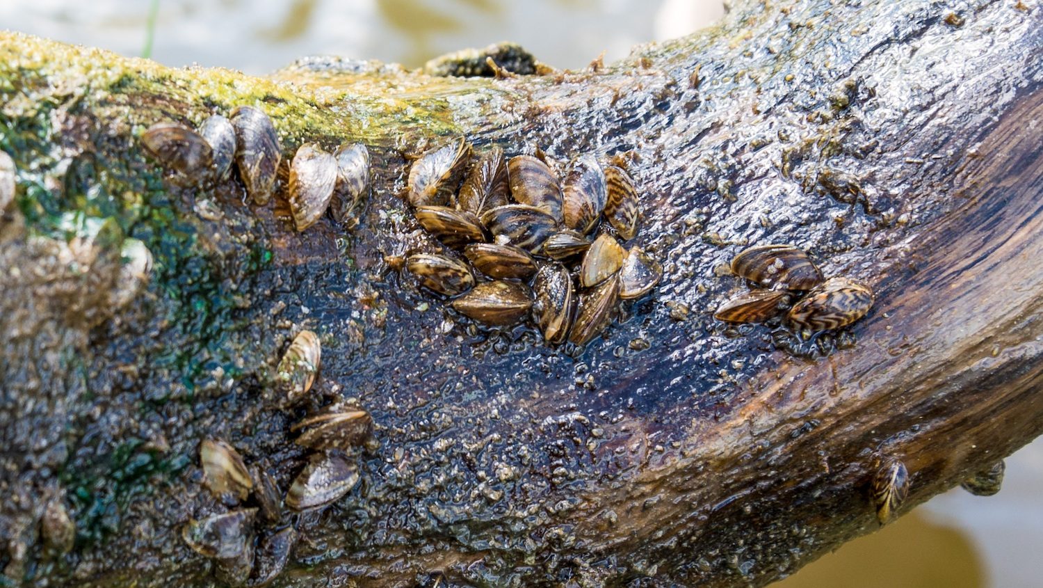 A wet tree branch with several small, stripped muscles attached. 