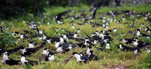 sooty-terns-nesting sooty-terns-nesting