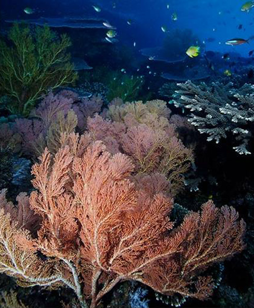 10-Sea-Fan_Papua-Diving