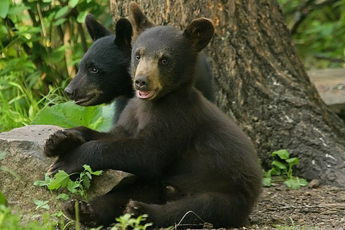 5188691908_1290ea572c_z-bearcubs