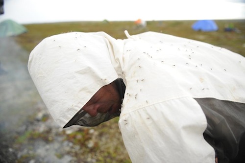 mosquitoes