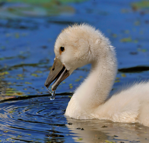 Baby Swan