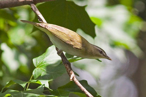 red-eyed_vireo-cropped