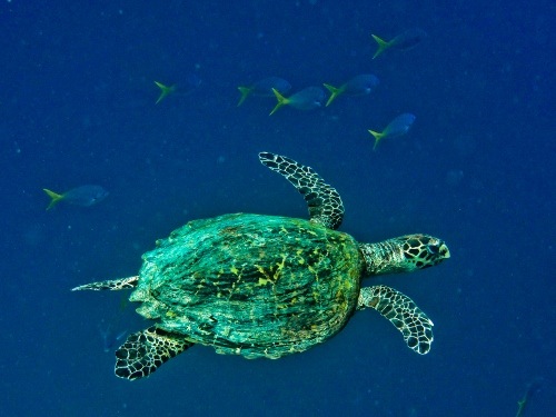 Blog 11. Hawksbill turtle glides_Edy Setyawan