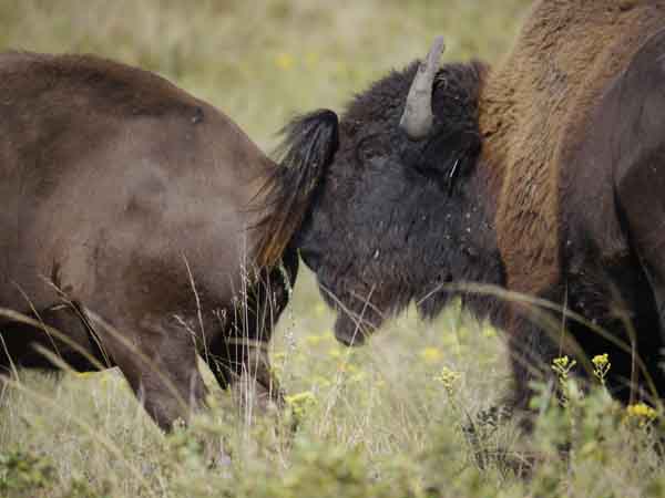 A bull bison checks a cow's receptivity for mating. Matt Miller/TNC