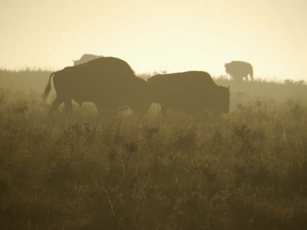 bison in the mist
