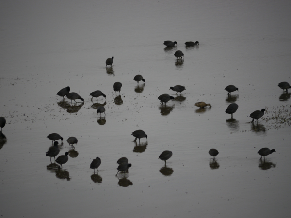 More than 100,000 coots have been counted at the Conservancy's Emiquon Preserve. Matt Miller/TNC