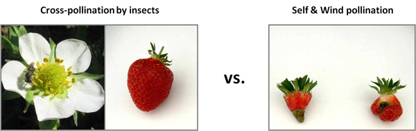 Effects of cross-pollination by insects on the development of strawberry. Photos: Mining bee visiting strawberry flower by Catrin Westphal; strawberry photos by Kristin M. Krewenka based on pollination experiment in Germany. 